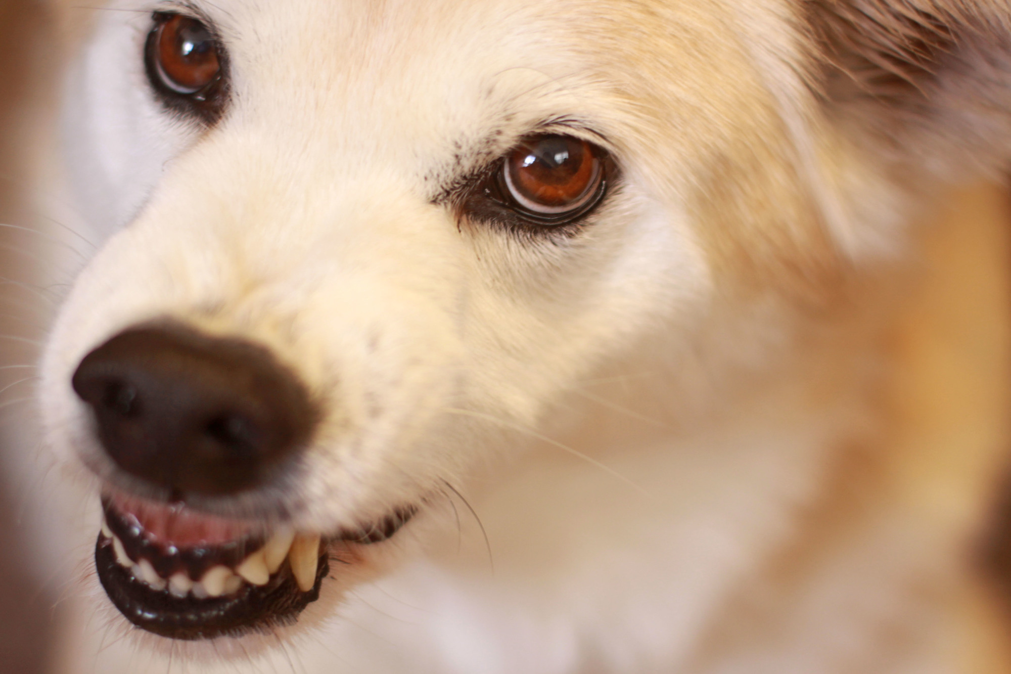 狂犬病とは